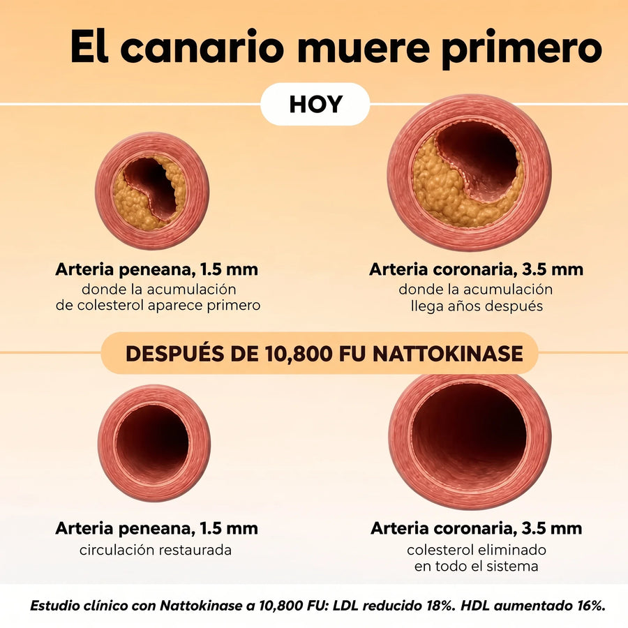 El papel de la nattokinasa