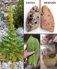 Extracto de Gordolobo (Mullein)