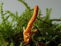 Cordyceps Militaris Organico